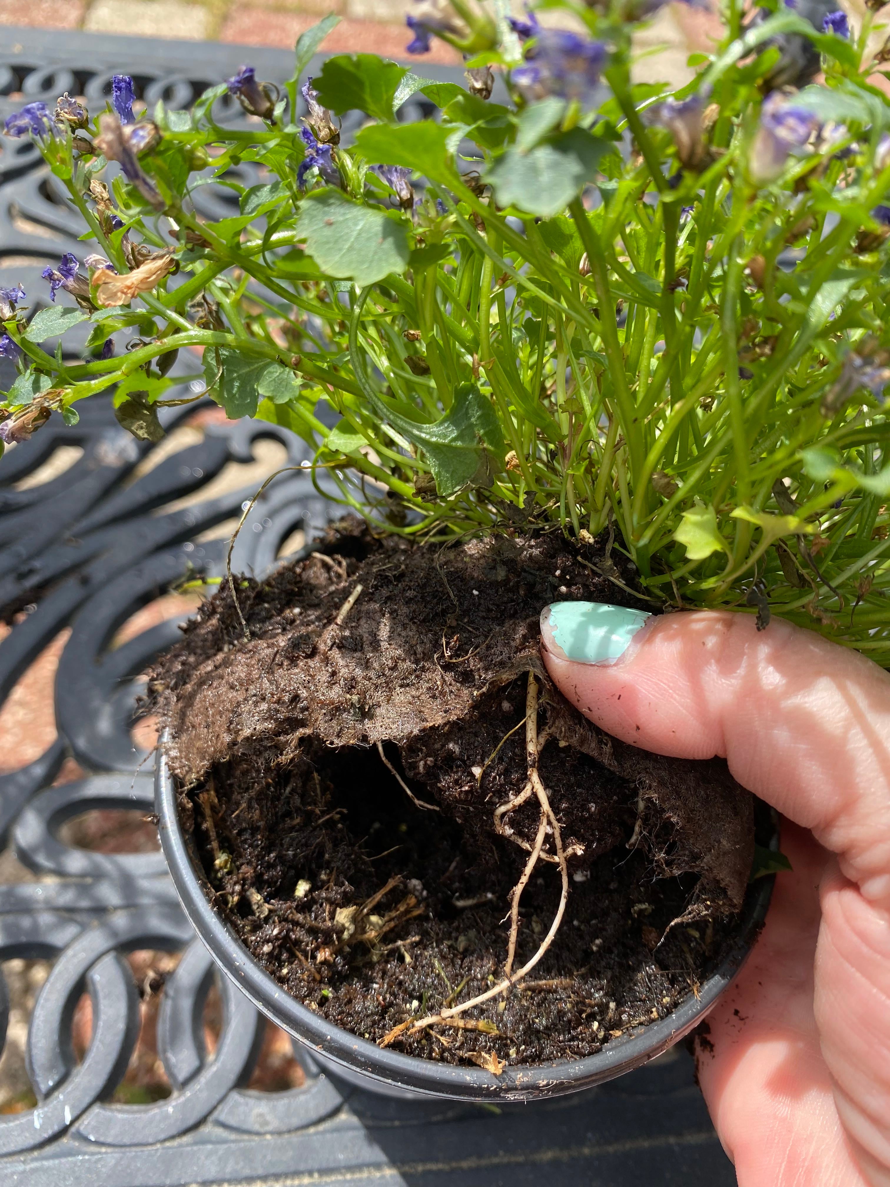 Kruhs' Bellflower Plant Care Water, Light, Nutrients Greg App 🌱