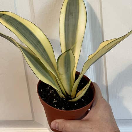 Photo of the plant species Ghost Snake Plant by @Hypsie named Winston on Greg, the plant care app