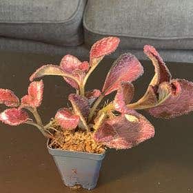 Photo of the plant species Episcia 'Pink Dreams' by @Hypsie named Miss Piggy (Episcia sp ‘Strawberry Mist’) on Greg, the plant care app
