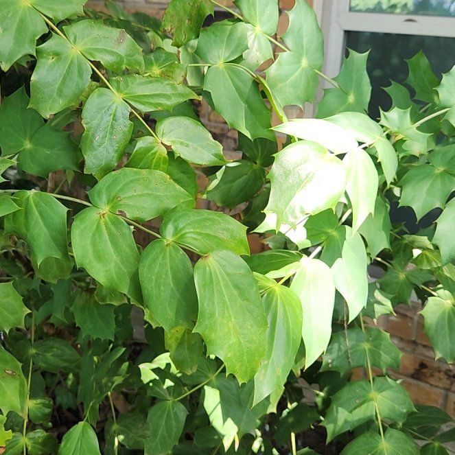 Photo of the plant species Beale's Mahonia by @SirEndive68 named Elle on Greg, the plant care app