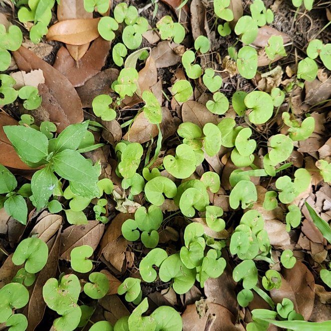 Photo of the plant species Asian Ponysfoot by @SirEndive68 named James Dean on Greg, the plant care app