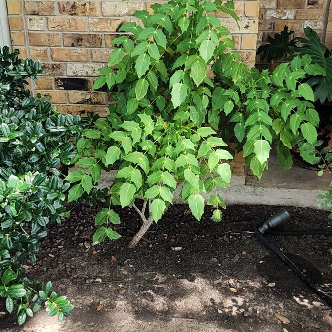 Photo of the plant species Beale's Mahonia by @SirEndive68 named Winston on Greg, the plant care app