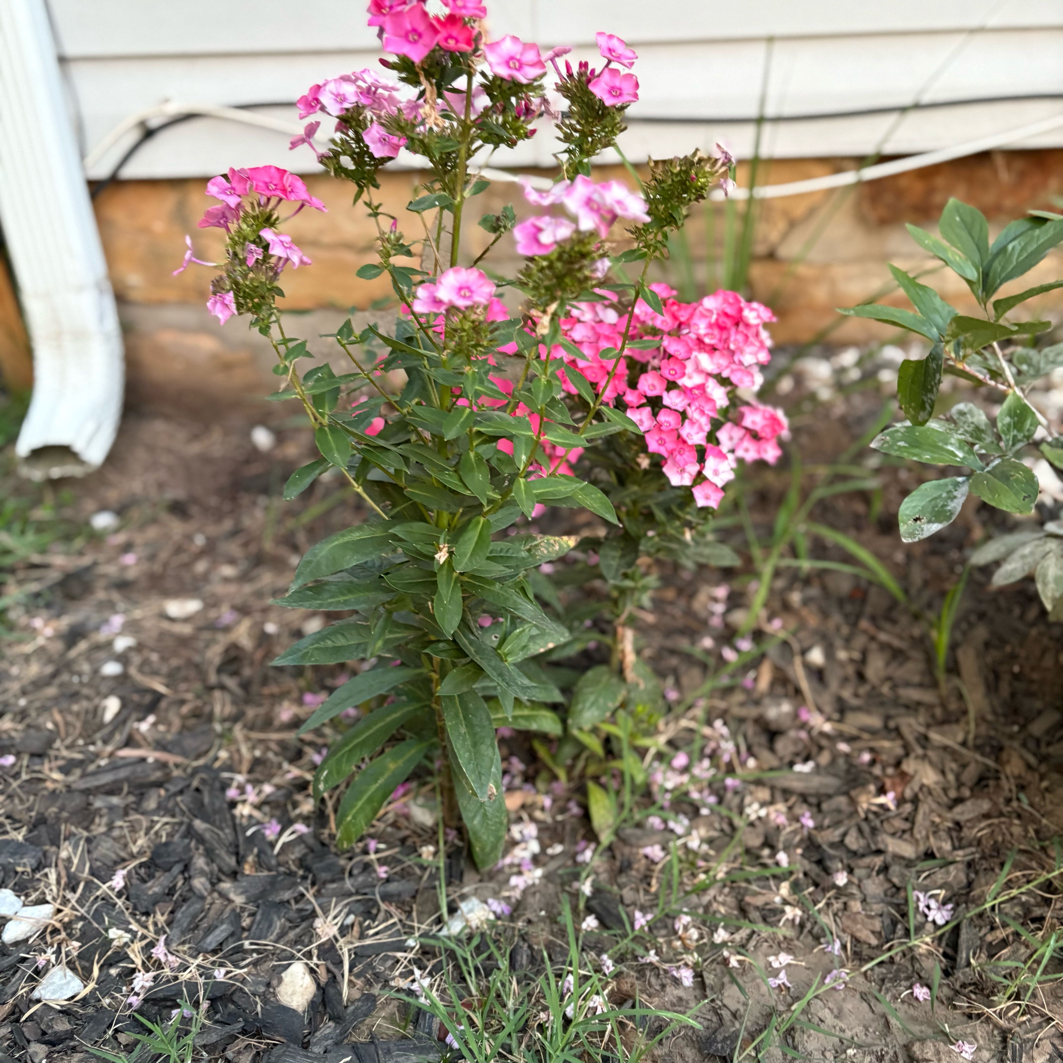 Photo of the plant species Phlox 'Glamour Girl' by @AstuteBegonia named Stella on Greg, the plant care app