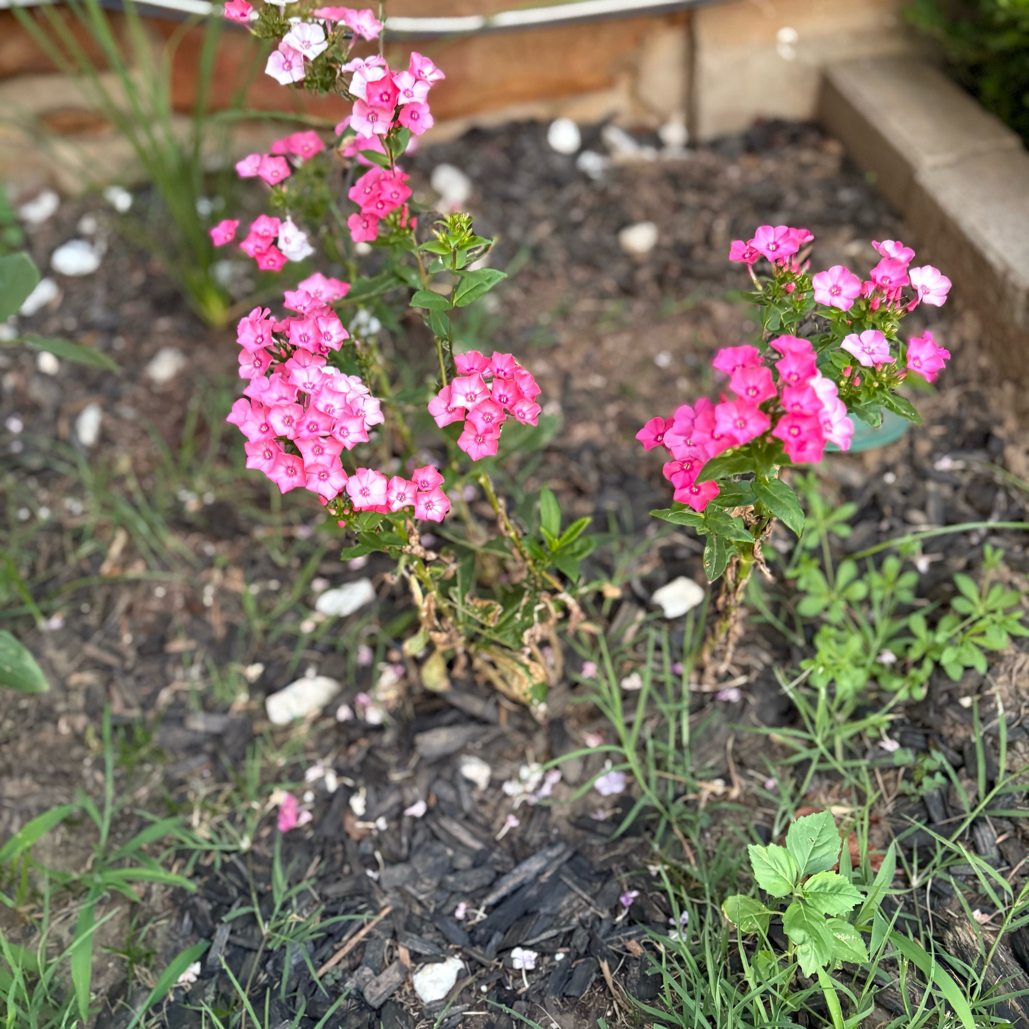 Photo of the plant species Phlox 'Glamour Girl' by @AstuteBegonia named Anne on Greg, the plant care app