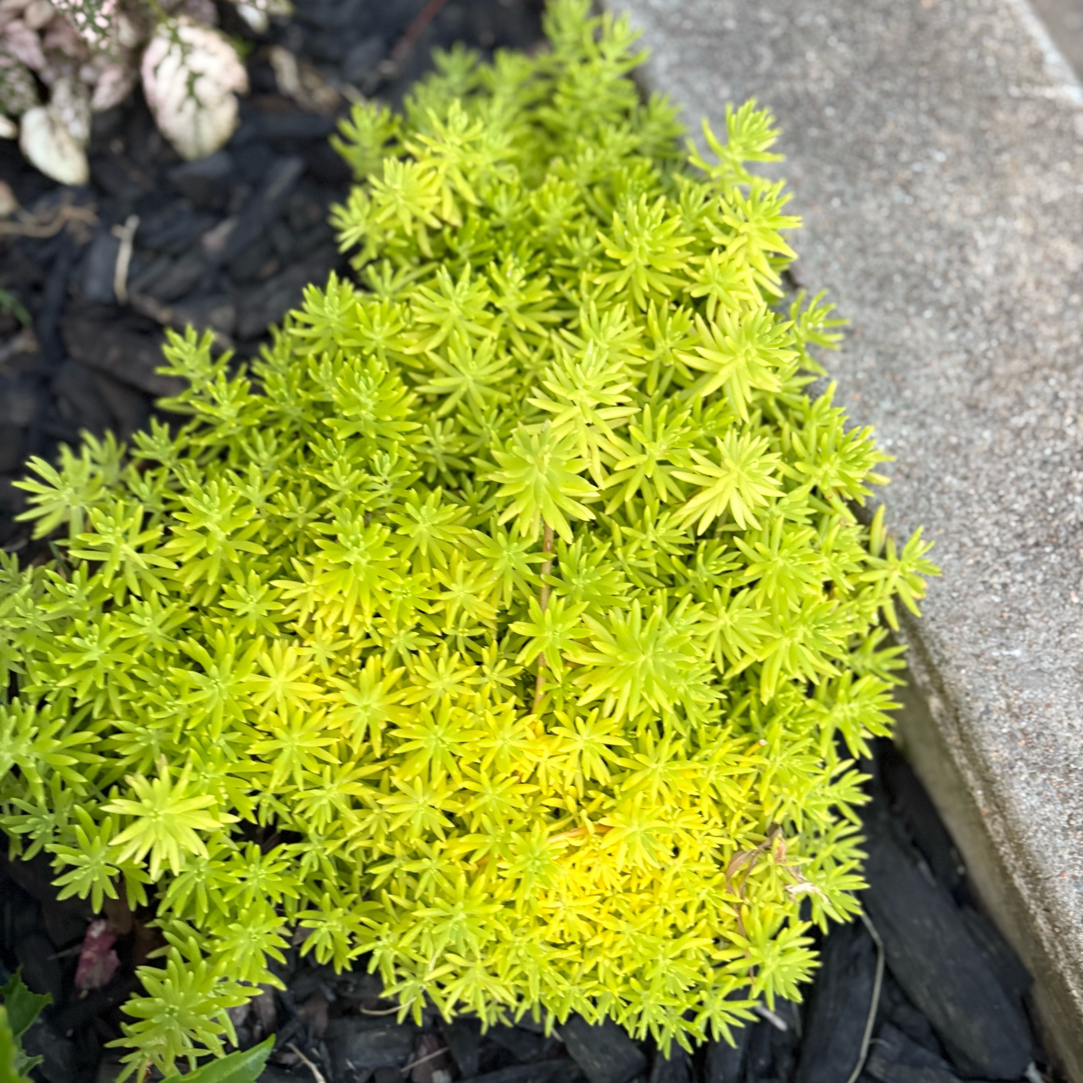 Photo of the plant species Lemon Coral Sedum by @AstuteBegonia named Nemo on Greg, the plant care app