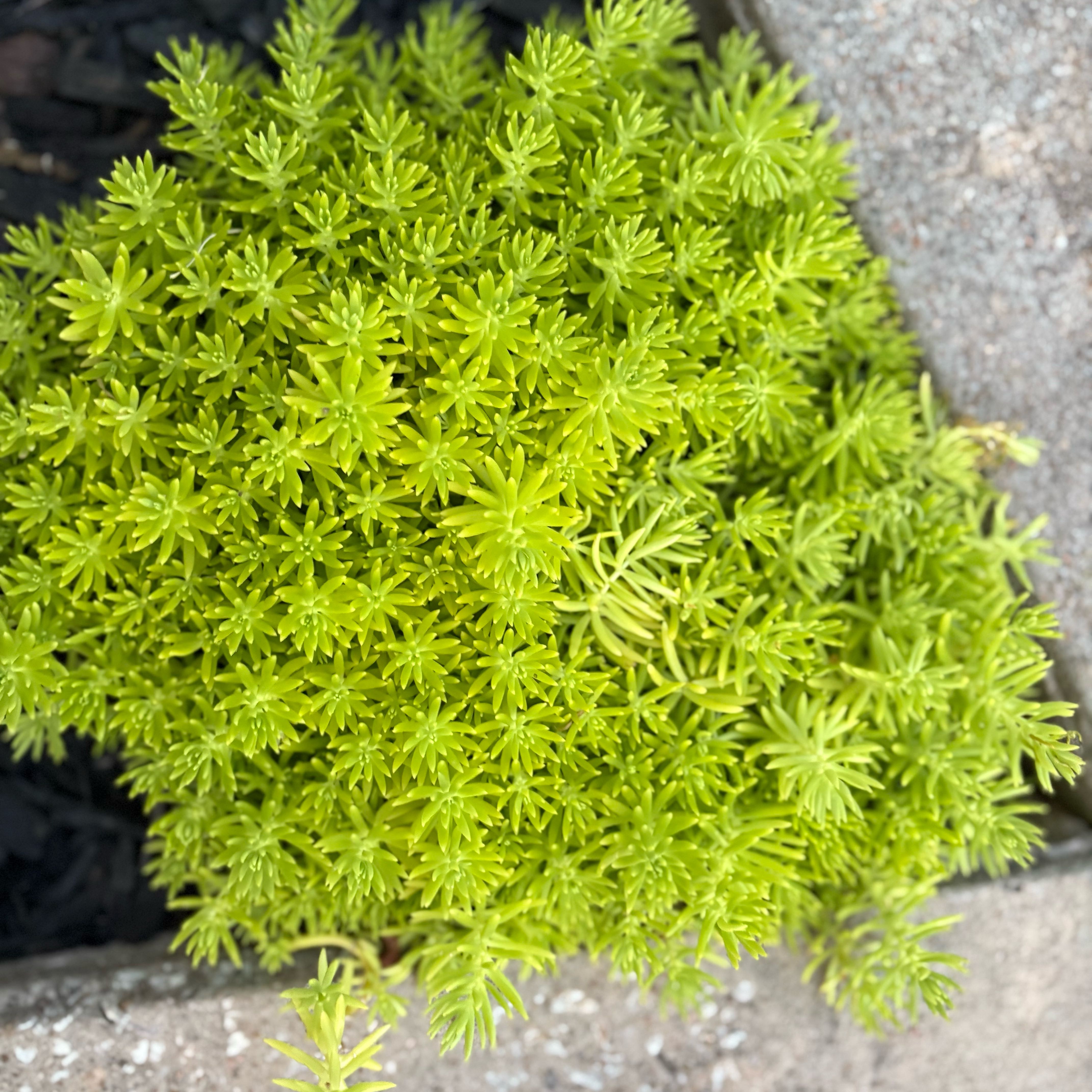 Photo of the plant species Lemon Coral Sedum by @AstuteBegonia named Dori on Greg, the plant care app