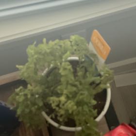 Photo of the plant species Bronze Venus Fern by @GemCutgrass12 named Sol on Greg, the plant care app