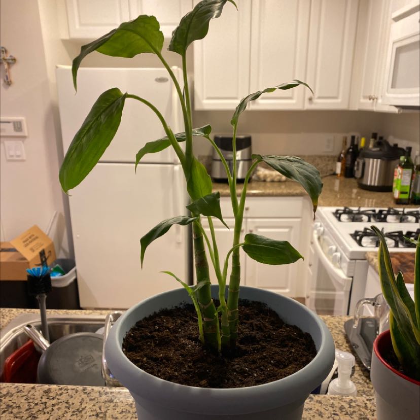 Dieffenbachia 'Compacta' plant in a pot on a kitchen counter.