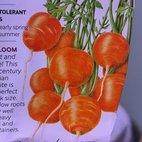 Photo of the plant species Tonda di Parigi Carrot by @UpfrontWormseed named Sigmund on Greg, the plant care app