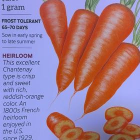 Photo of the plant species Chantenay Red Cored Carrot by @UpfrontWormseed named Austen on Greg, the plant care app