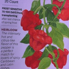 Photo of the plant species Scotch Bonnet Pepper by @UpfrontWormseed named Aria on Greg, the plant care app