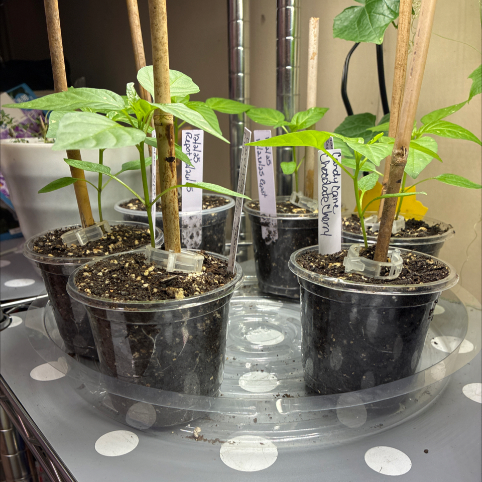 Photo of the plant species Capsicum 'Candy Cane Chocolate Cherry F1' by @UpfrontWormseed named Morgan Treeman on Greg, the plant care app