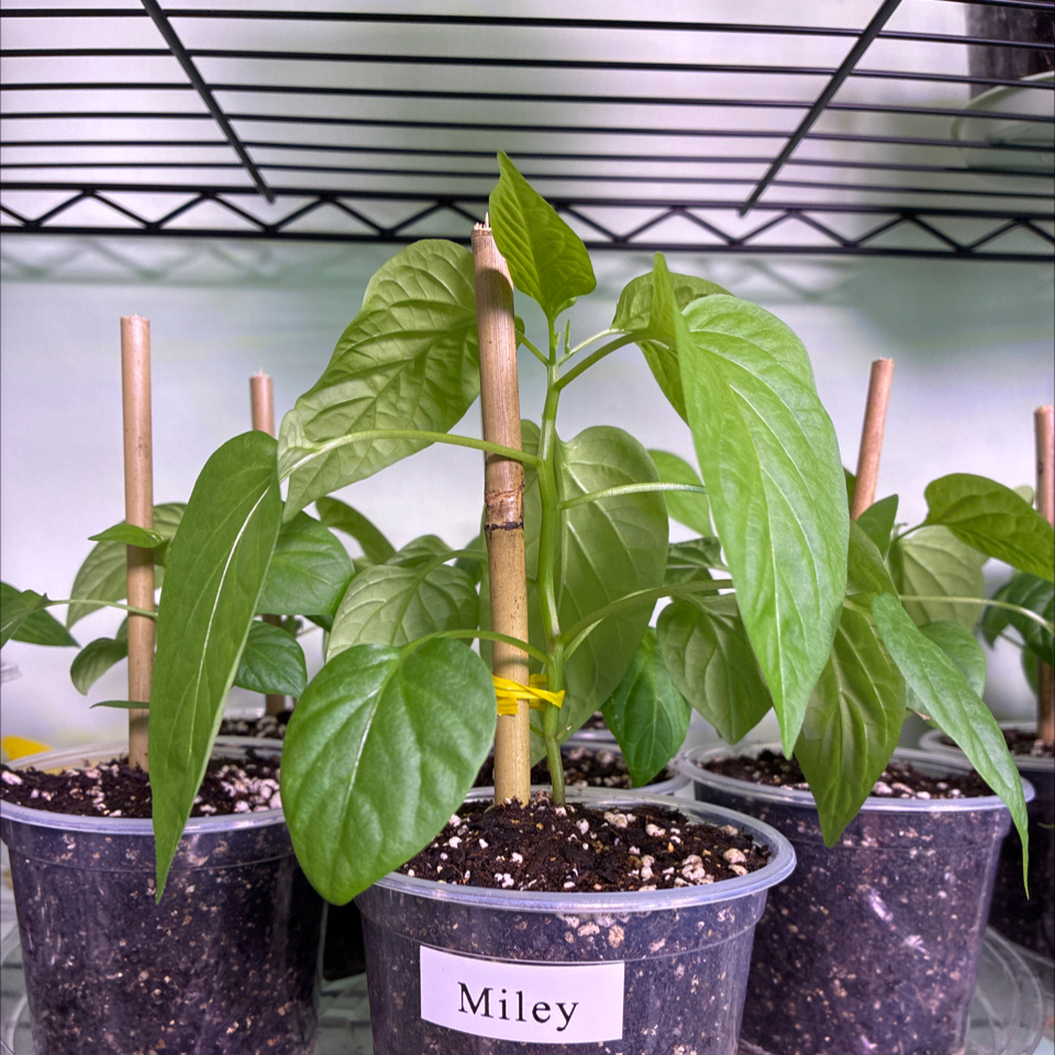 Photo of the plant species Giant Jalapeno Pepper by @UpfrontWormseed named Miley on Greg, the plant care app