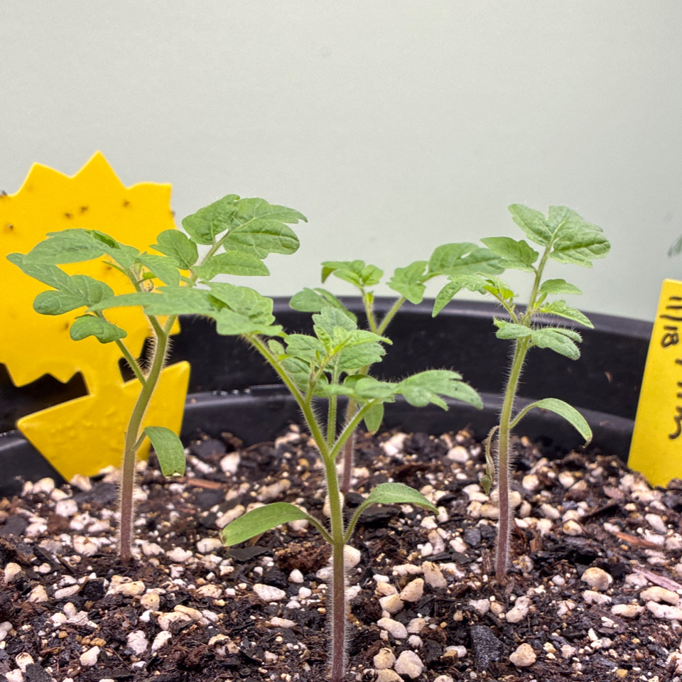 Photo of the plant species Tomato 'Tiny Tim' by @UpfrontWormseed named Tiny Tim on Greg, the plant care app
