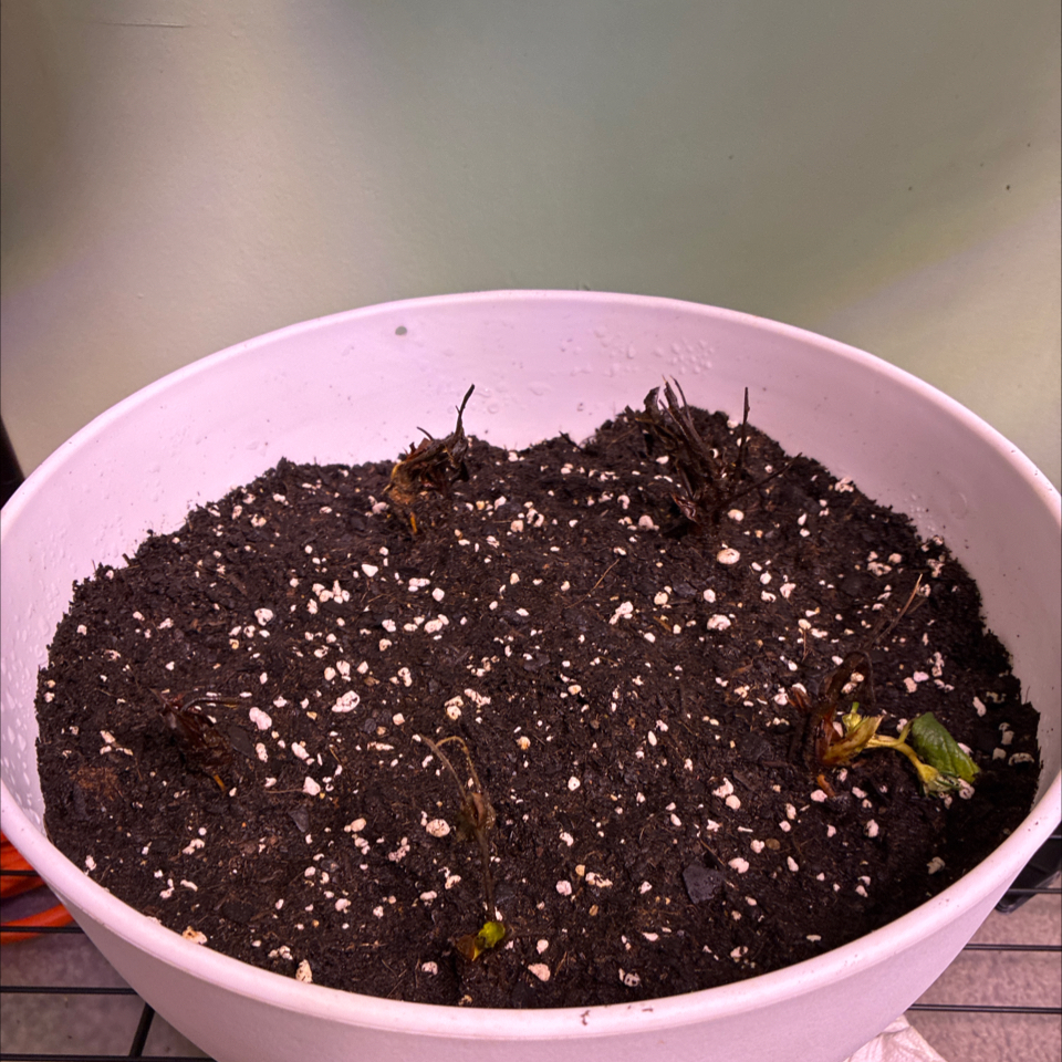 Photo of the plant species Seascape Strawberry by @UpfrontWormseed named Strawberry Beefcake on Greg, the plant care app