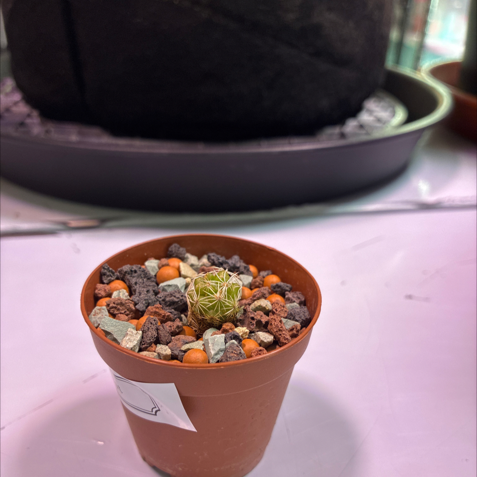 Photo of the plant species Rhinoceros Cactus by @UpfrontWormseed named I am Groot on Greg, the plant care app