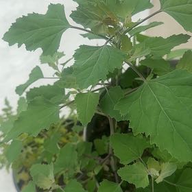 Photo of the plant species Lateflowering Goosefoot by @ClubbyMirabilis named Marley on Greg, the plant care app