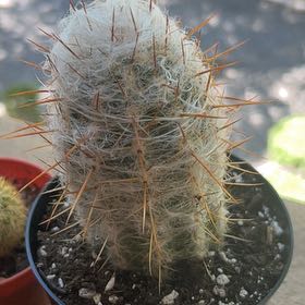 Photo of the plant species White Column Foxtail Cactus by @FullLichen93 named Captain Plant-it on Greg, the plant care app