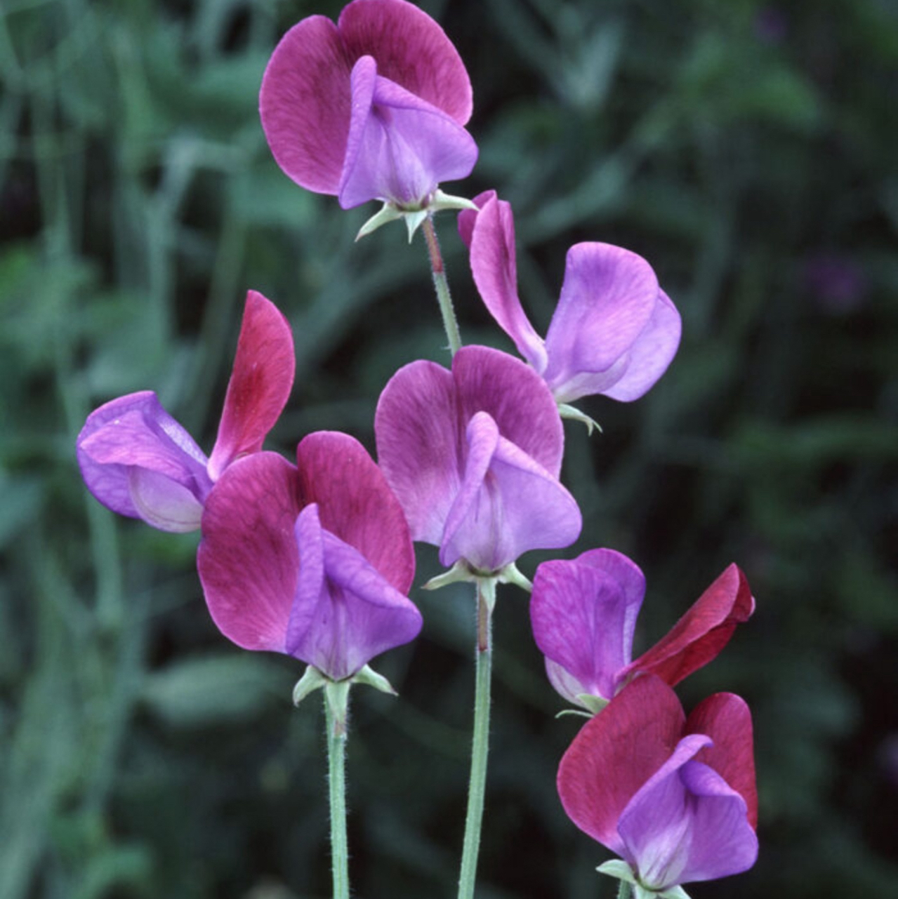 Photo of the plant species Annual Sweet Pea by @UrbaneAjwain88 named Michelle Branch on Greg, the plant care app