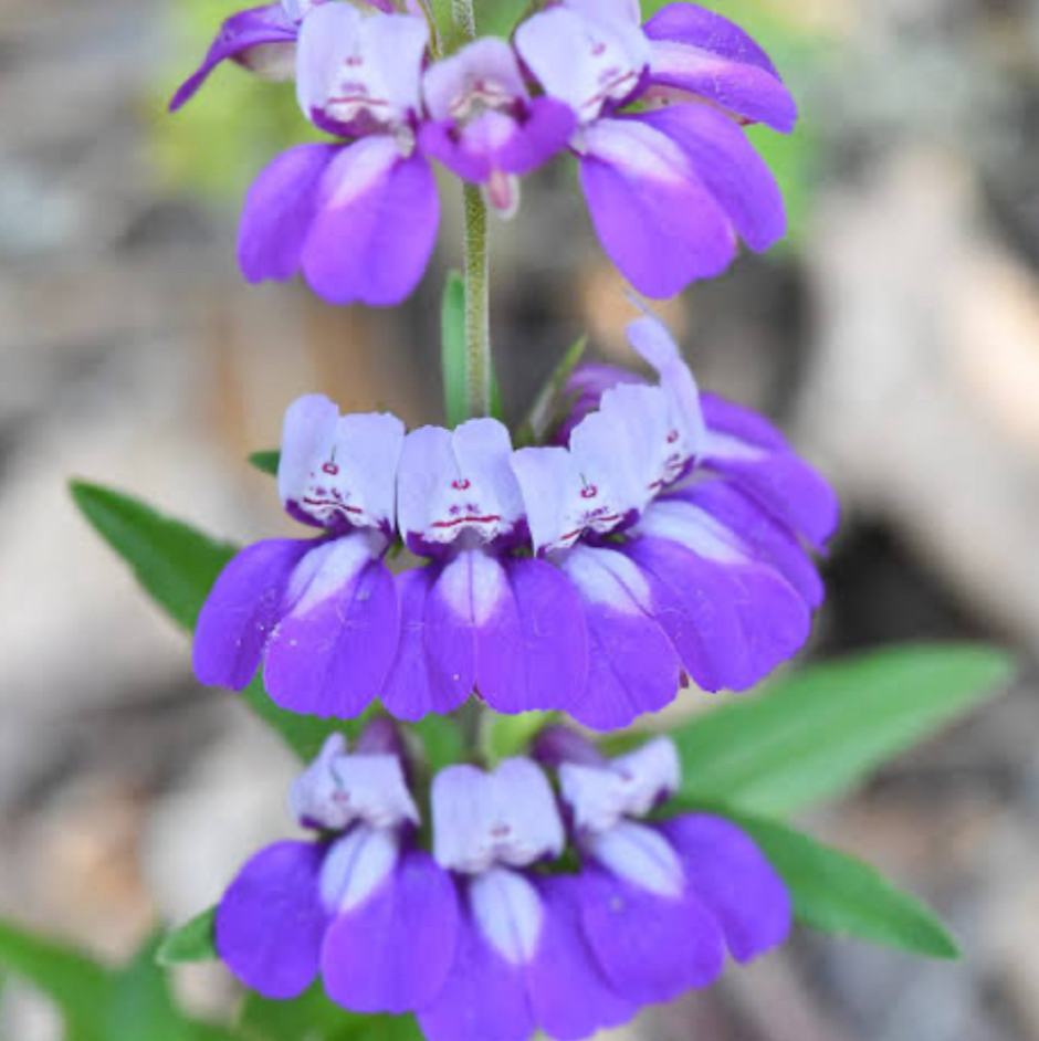 Photo of the plant species Purple Chinese Houses by @UrbaneAjwain88 named Miley on Greg, the plant care app