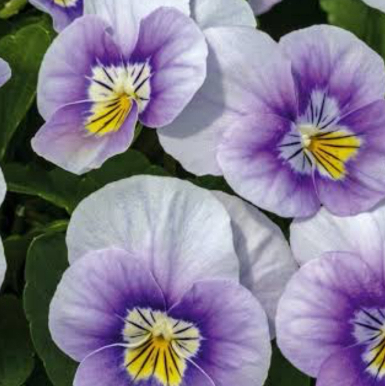 Photo of the plant species horned pansy by @UrbaneAjwain88 named Sanders on Greg, the plant care app