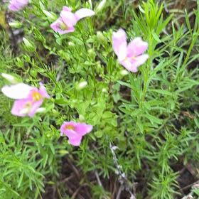 Photo of the plant species Nemesia Fruiticans by @WiredRosea named Mando on Greg, the plant care app