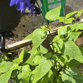 Photo of the plant species Anise-Scented Sage by @WiredRosea named Walt on Greg, the plant care app