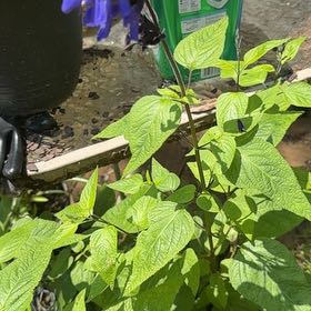 Photo of the plant species Anise-Scented Sage by @WiredRosea named Doja Cat on Greg, the plant care app