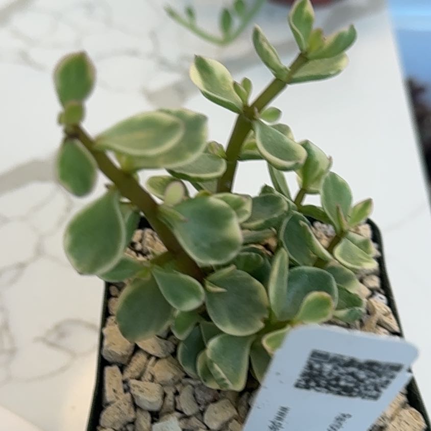 Photo of the plant species Rainbow Bush by @DazzlingLukiwan named Gaga on Greg, the plant care app