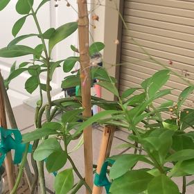 Plant care for Flameflower on Greg, the plant care app