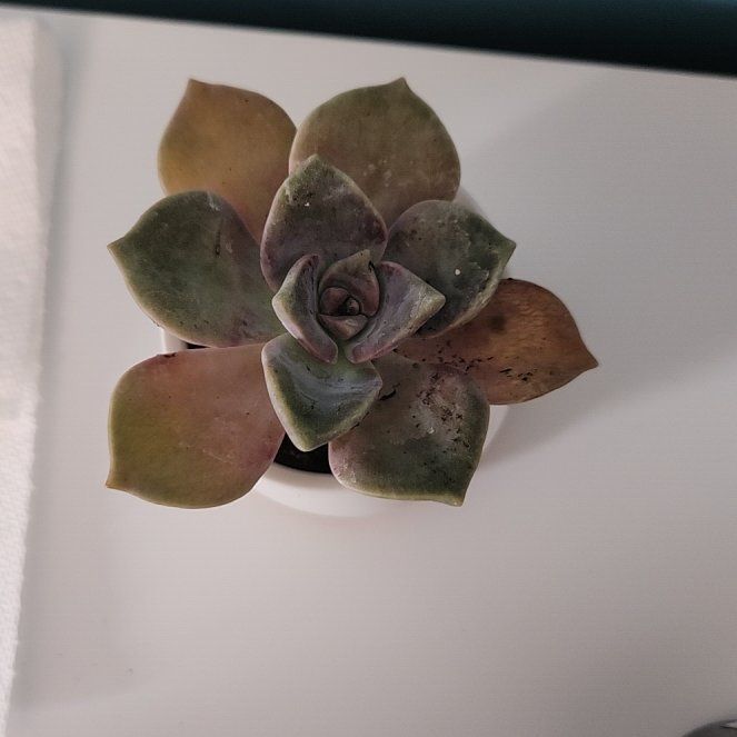 Photo of the plant species Graptopetalum pentandrum 'Superbum' by @WorthyOmnom88 named Remington on Greg, the plant care app