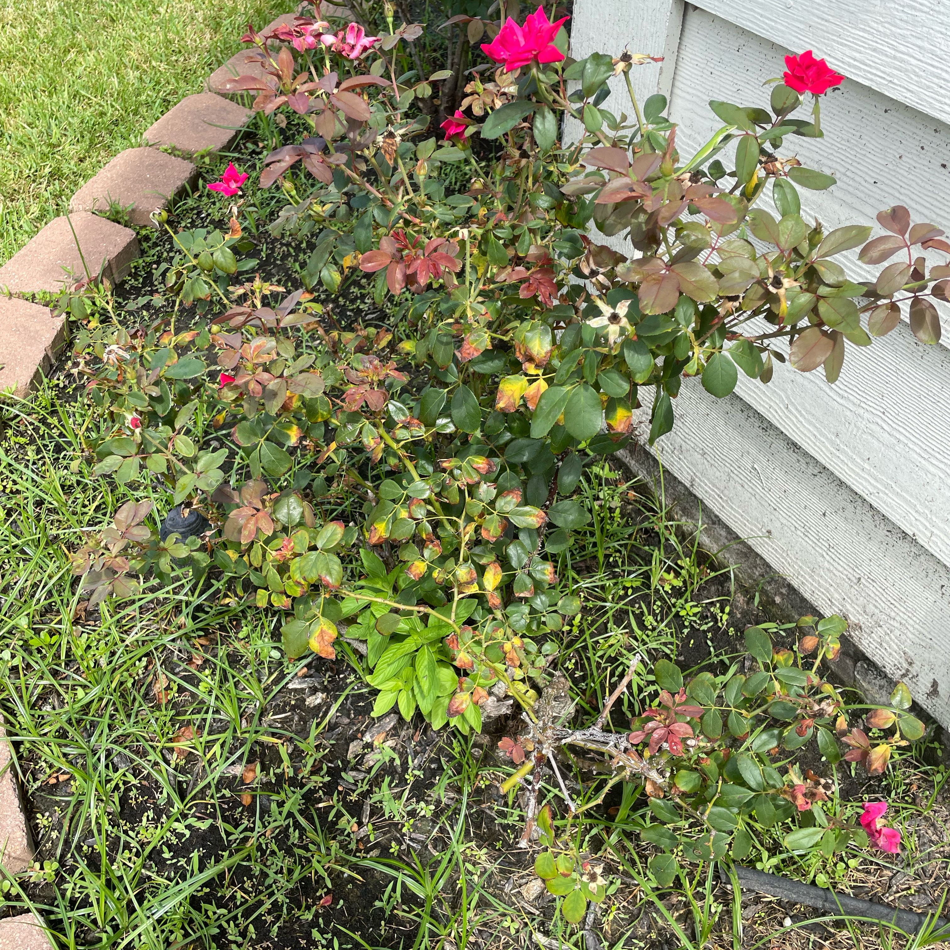 Photo of the plant species Knock Out Roses by @PropheticKale78 named Stella on Greg, the plant care app