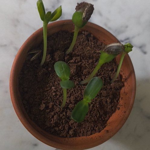Photo of the plant species Dwarf Sunflower 'Bambino' by @Trubel81 named Luna on Greg, the plant care app