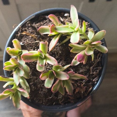 Photo of the plant species Crassula 'Daydream' by @Trubel81 named Harmony on Greg, the plant care app