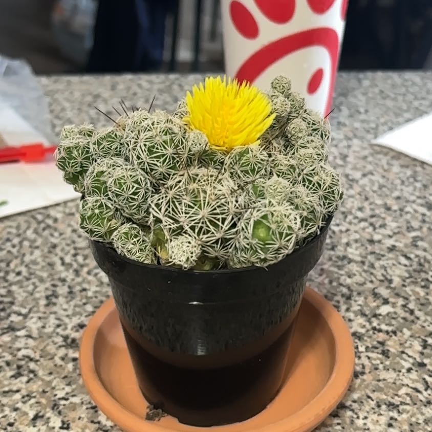 Photo of the plant species Coryphantha delicata by @GoodSeaoxeye21 named Peter Parker on Greg, the plant care app