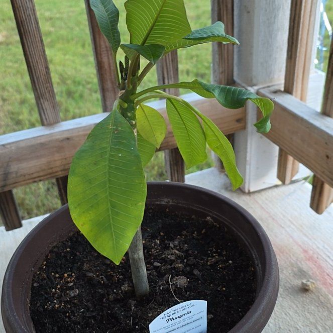 Photo of the plant species Frangipani by @RuggedCardoon87 named Leonardo on Greg, the plant care app