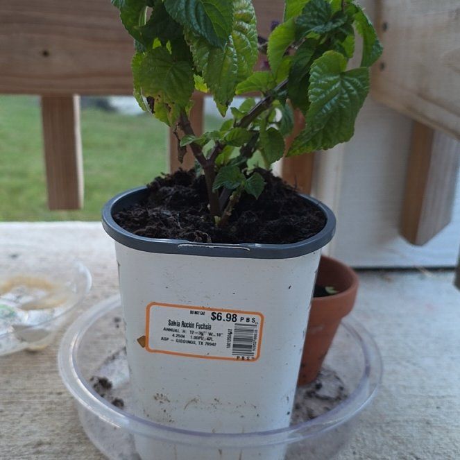 Photo of the plant species Salvia by @RuggedCardoon87 named Messi on Greg, the plant care app