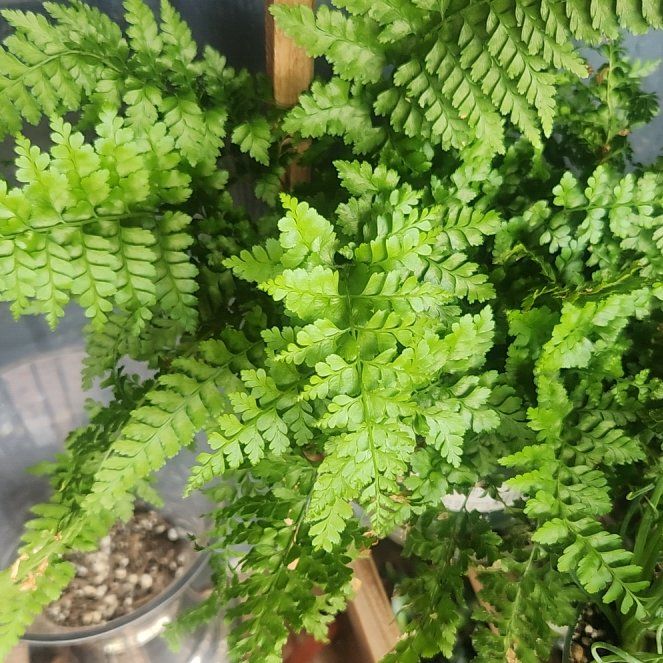 Photo of the plant species Lace Fern by @SwiftTallsedge named Plato on Greg, the plant care app