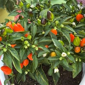 Photo of the plant species Capsicum 'Midnight Fire' by @ChicPlantLady32 named Ronaldo on Greg, the plant care app