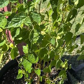 Photo of the plant species Dwarf Everbearing Mulberry by @ChicPlantLady32 named Gregarious on Greg, the plant care app