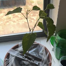 Photo of the plant species Dwarf Everbearing Mulberry by @ChicPlantLady32 named Bigleef Smalls on Greg, the plant care app