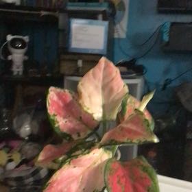 Photo of the plant species Pink Pothos by @QuietWildyam34 named Delilah on Greg, the plant care app