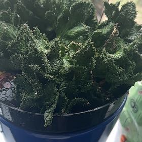 Photo of the plant species Green Coral Cactus by @AthleticCacto68 named Miley on Greg, the plant care app