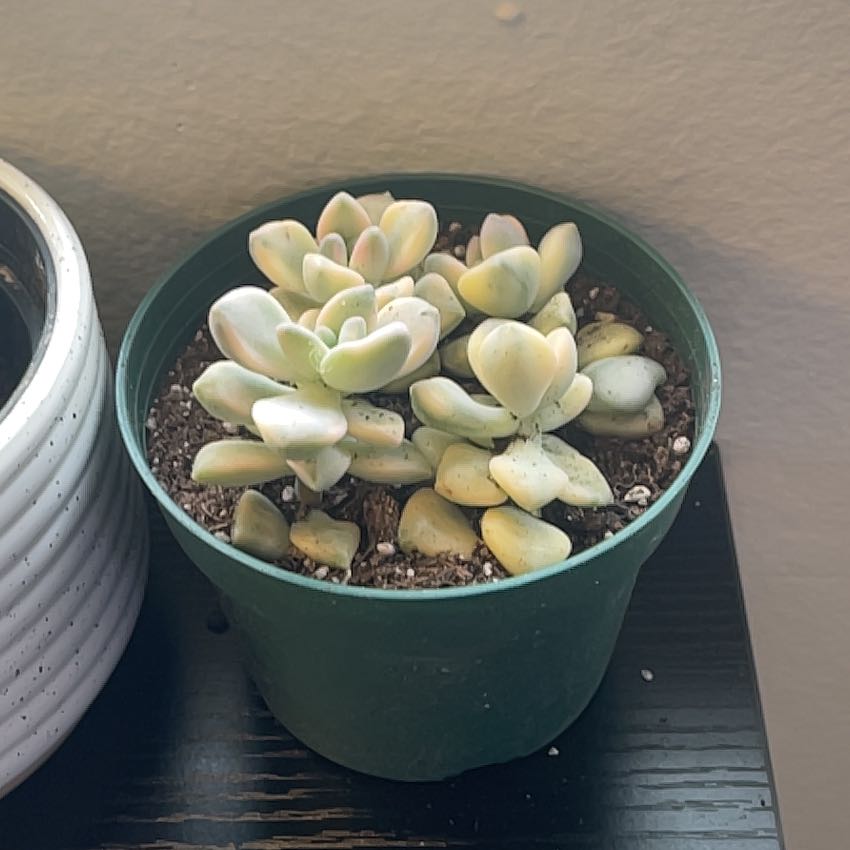Photo of the plant species Apricot Beauty by @AlysaOasis named Office - Prix on Greg, the plant care app