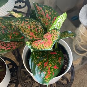 Photo of the plant species Aglaonema 'Red Emerald' by @AlysaOasis named Dining Room - Red Emerald on Greg, the plant care app