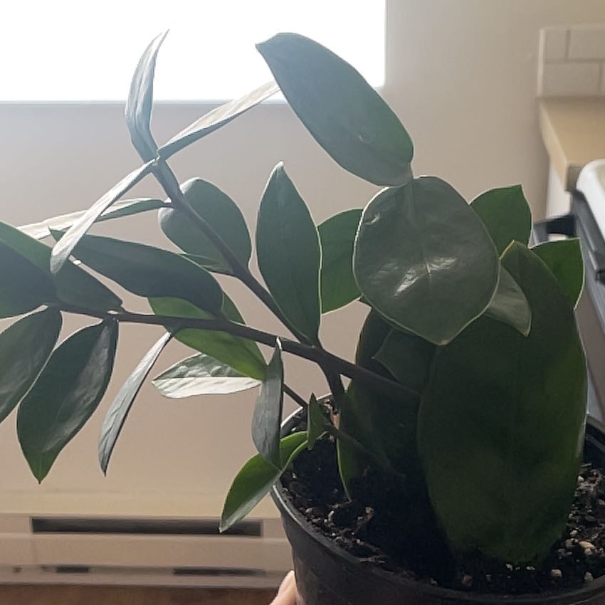 Photo of the plant species Hoya 'Royal Flush' by @AlysaOasis named Dining Room - Lacunosa on Greg, the plant care app