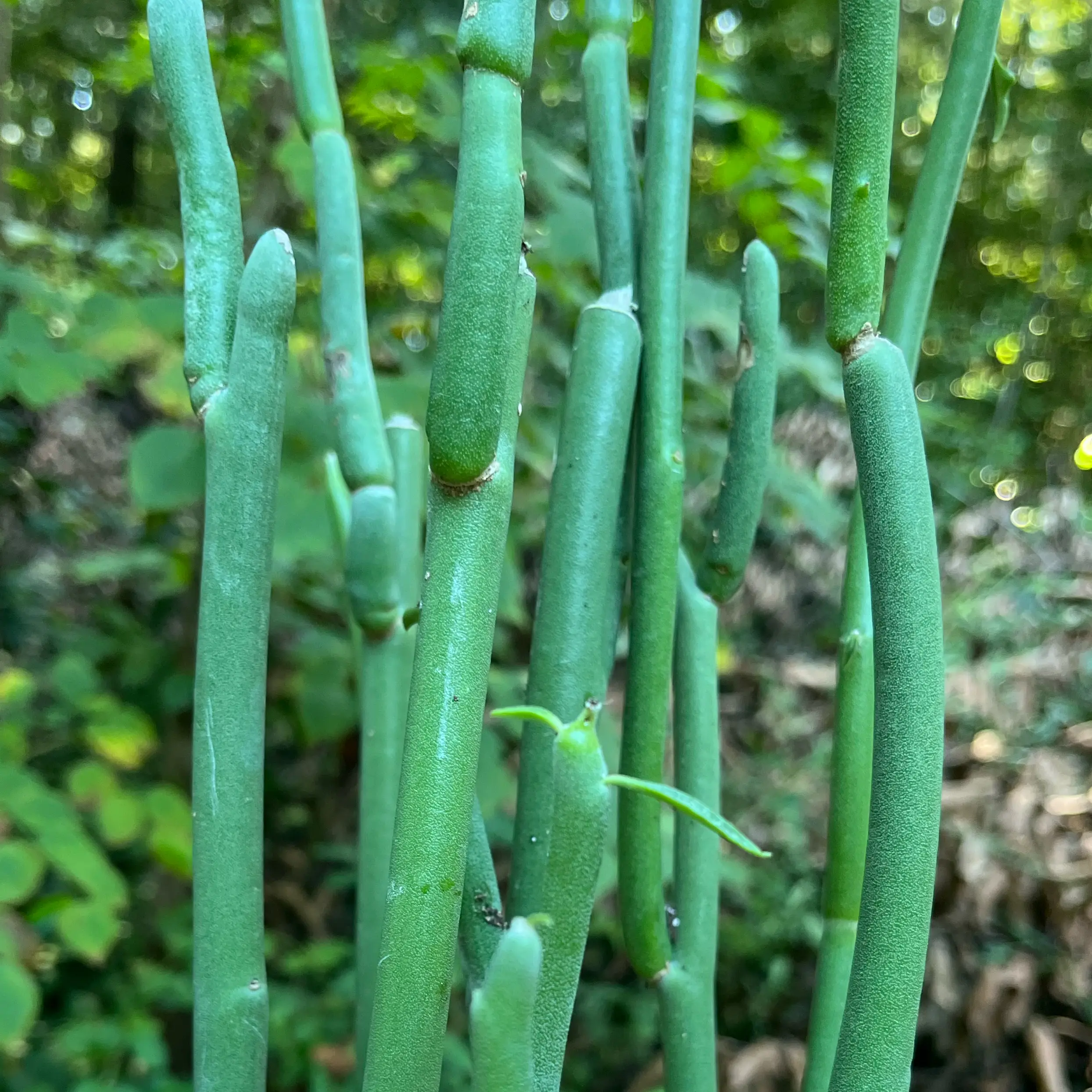 Photo of the plant species Pedilanthus macrocarpus by @Stinko named Cinder on Greg, the plant care app