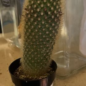 Photo of the plant species Spiny Pincushion Cactus by @YeveNeem9 named Gomez on Greg, the plant care app