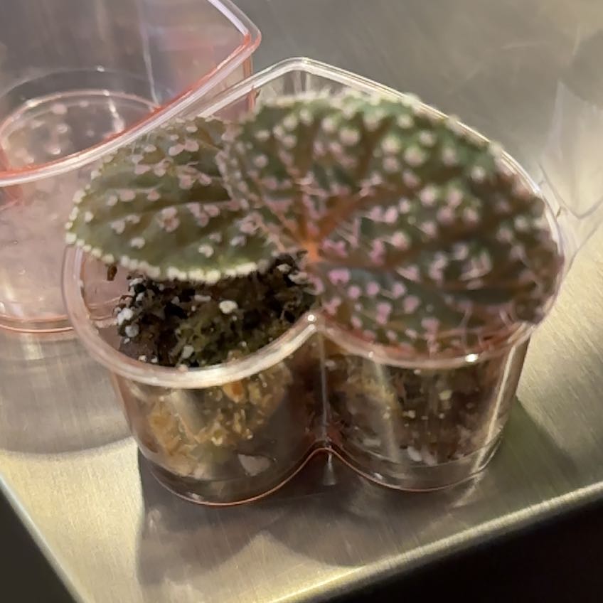 Photo of the plant species Begonia 'Pink Urchin' by @Denisekv11 named Aileen on Greg, the plant care app