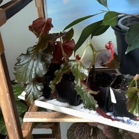 Photo of the plant species Black Magic by @Denisekv11 named Plato’s x4 on Greg, the plant care app